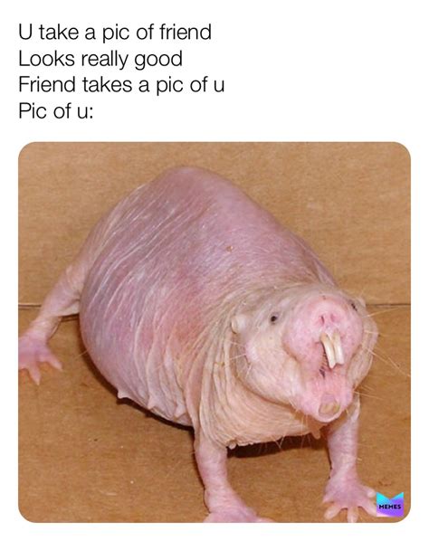 mole rat meme